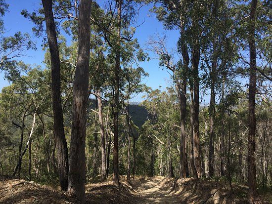 Nerang National Park